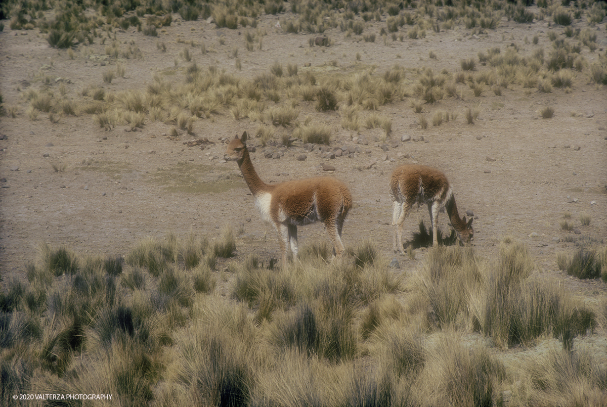 Pampa Galeras 09.jpg